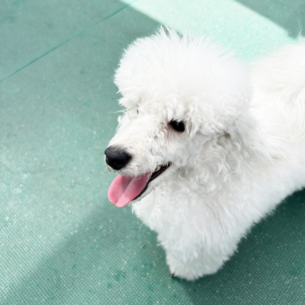 生徒が撮影したモデル犬♪②